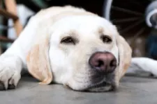 Tips to convert your garage into a dog-kennel while you are out